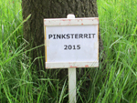 Pinksterrit 2015